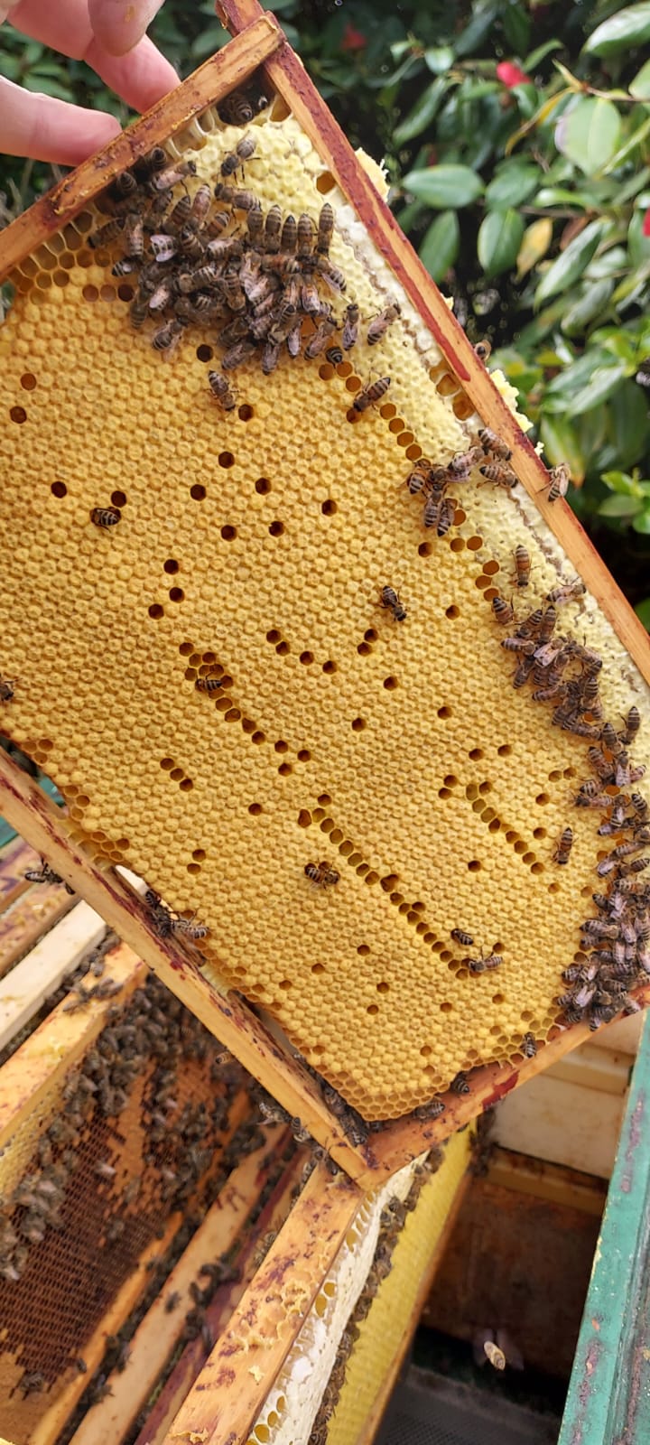 5 Waben Bienen Buckfast Ableger, Sanftmütig Stark und Ertragreich