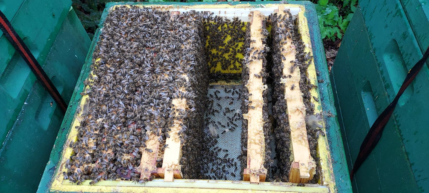 5 Waben Bienen Buckfast Ableger, Sanftmütig Stark und Ertragreich