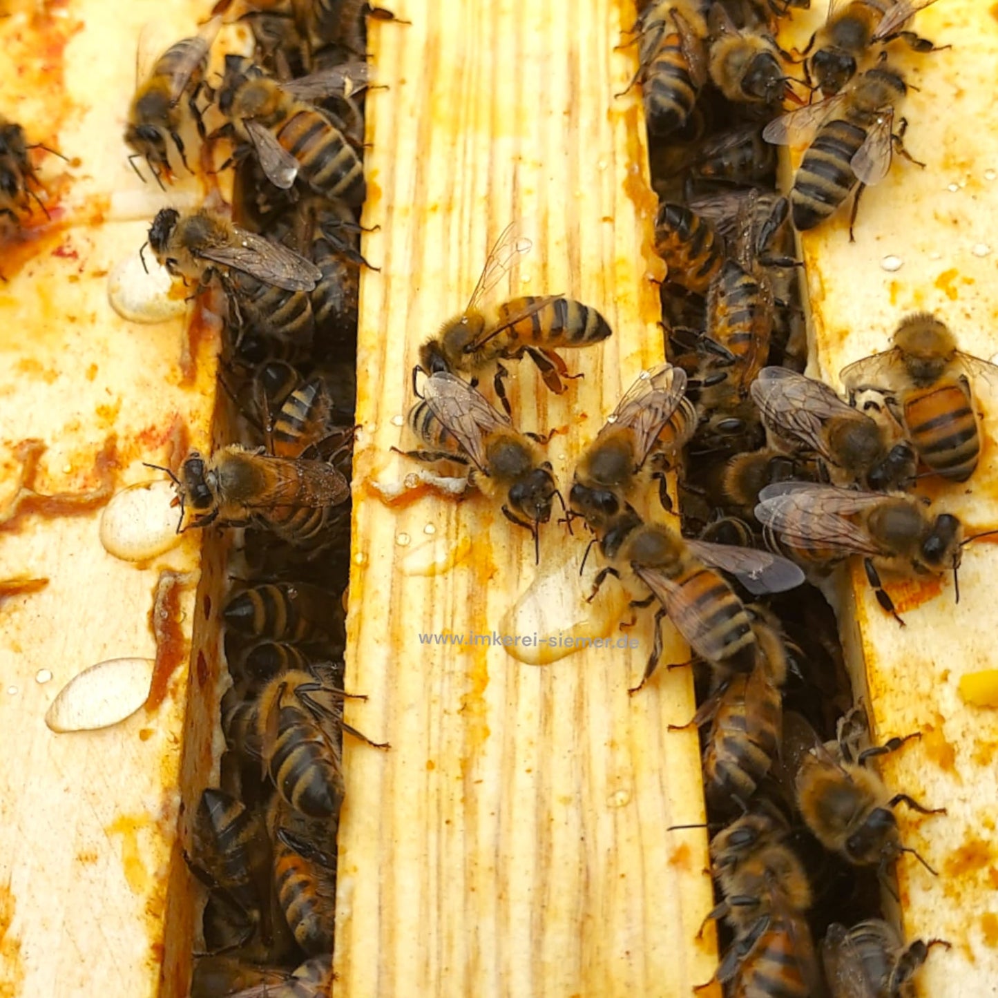 5 Waben Bienen Buckfast Ableger, Sanftmütig Stark und Ertragreich
