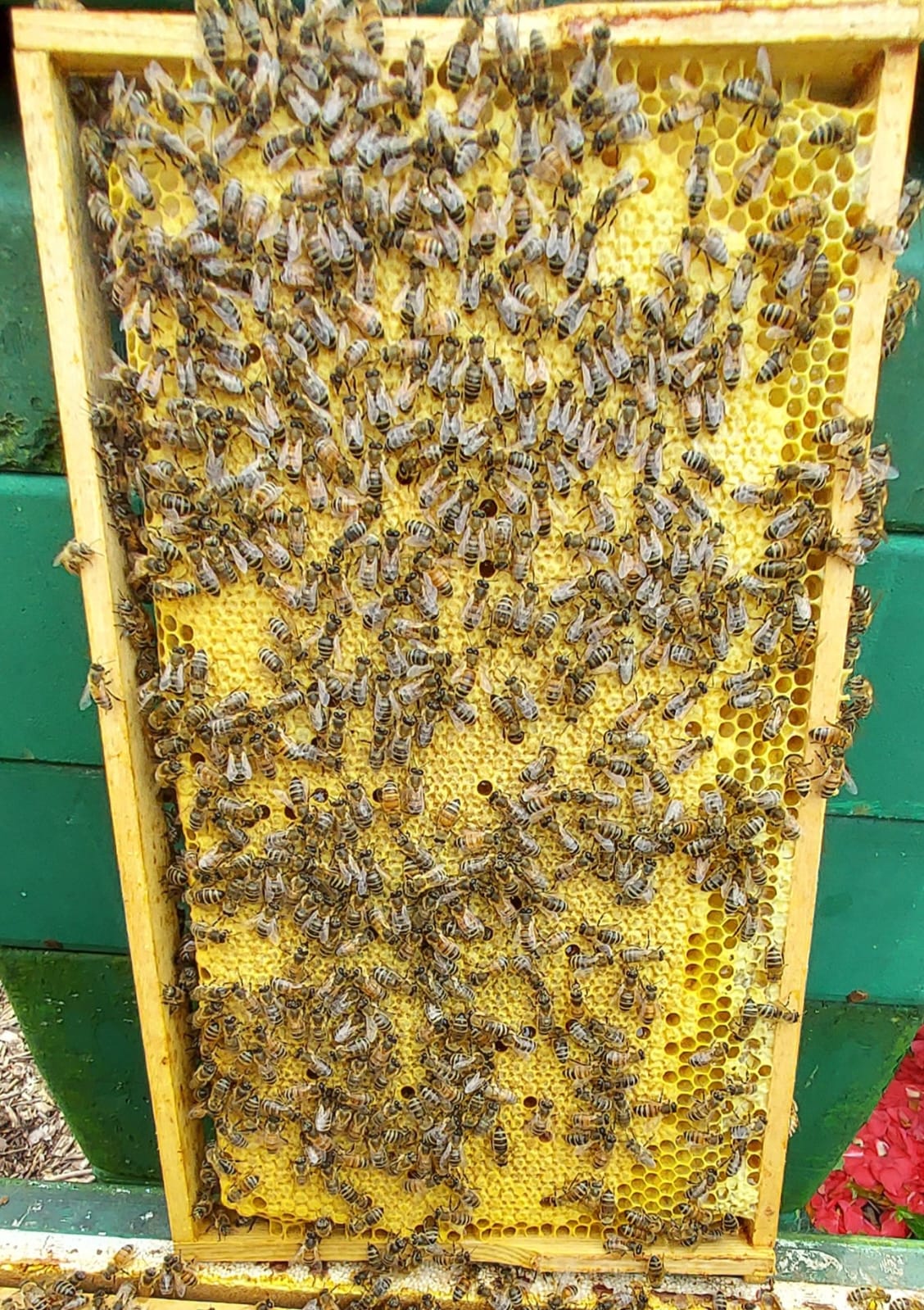 5 Waben Bienen Buckfast Ableger, Sanftmütig Stark und Ertragreich