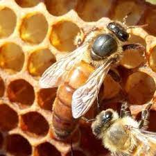 starke und ertragreiche Buckfast-Bienenkönigin von 2024