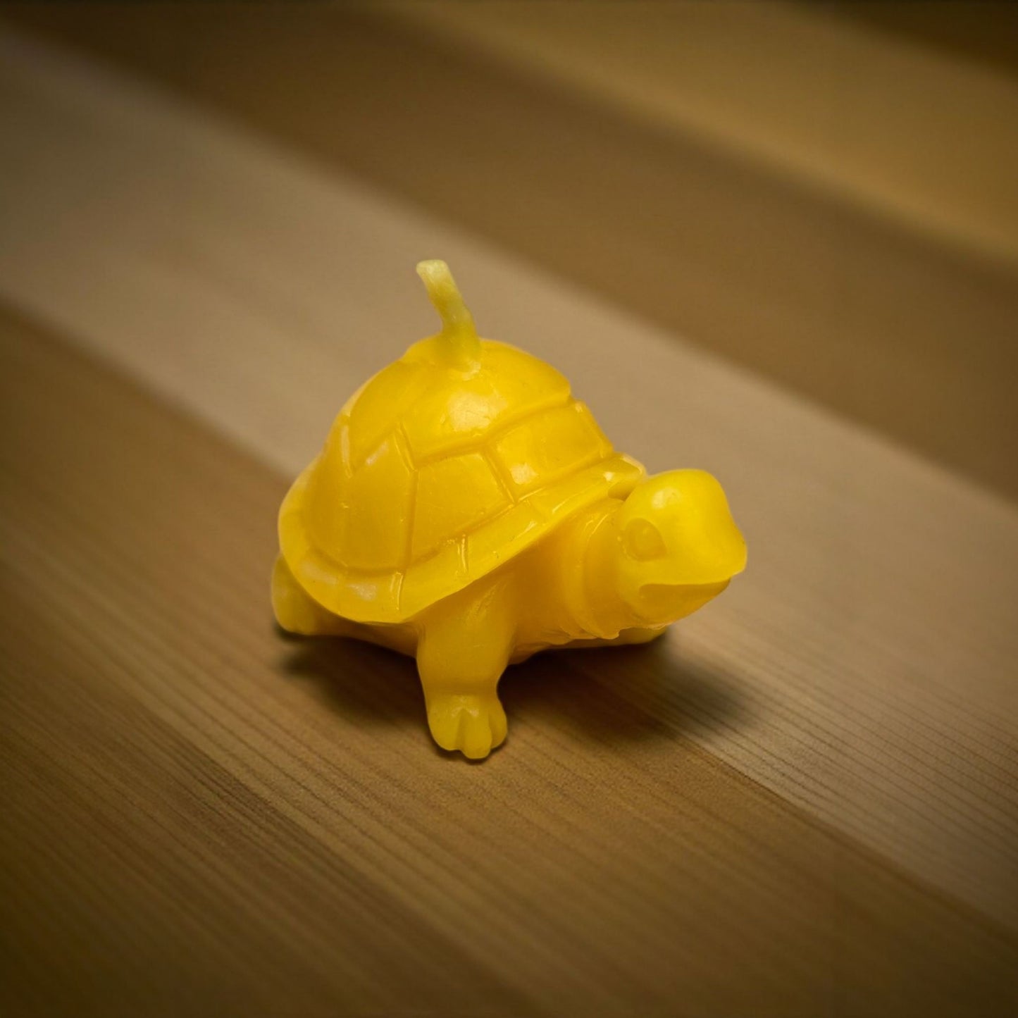 süße kleine Schildkröte Schildi