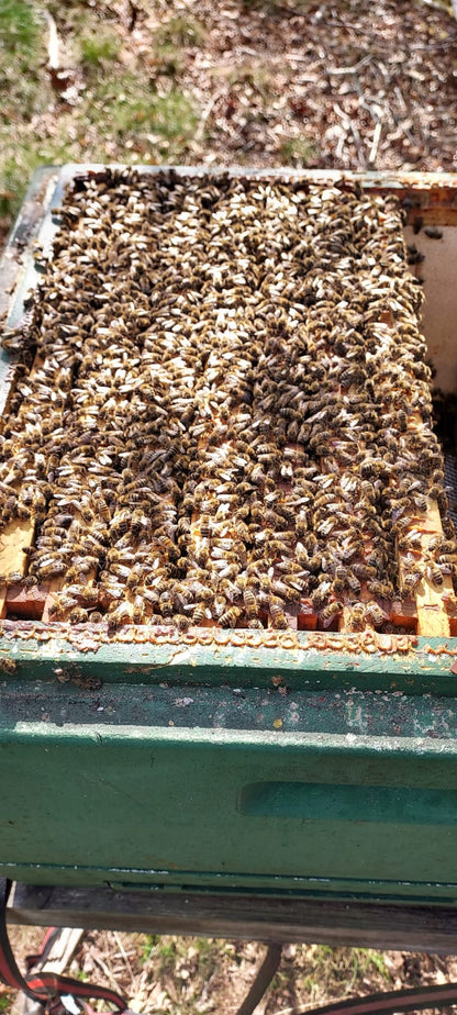 5 Waben Bienen Buckfast Ableger, Sanftmütig Stark und Ertragreich