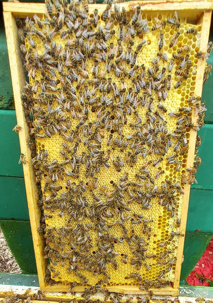5 Waben Bienen Buckfast Ableger, Sanftmütig Stark und Ertragreich