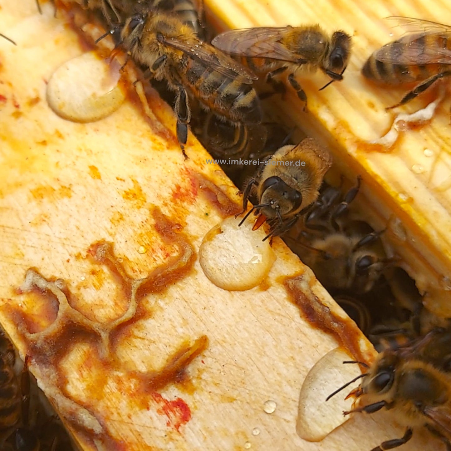 Bienen & Hummel Retter - Empfohlen von Spezialisten