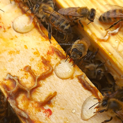 Bienen & Hummel Retter - Empfohlen von Spezialisten