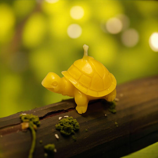 süße kleine Schildkröte Schildi