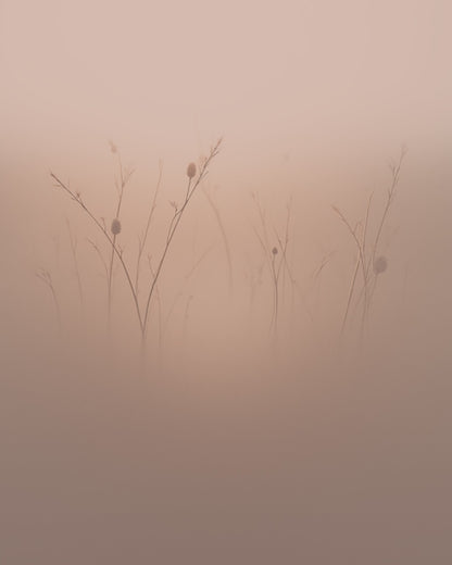 Drohnen, Drohnenmilch, Drohnenbrut, Energie fuer Mensch, Igel, Voegel, Reptilien